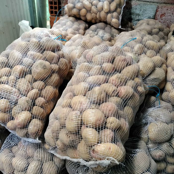 Vendo Batata Nova