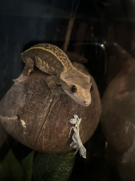 Gekon orzęsiony dorosła samica