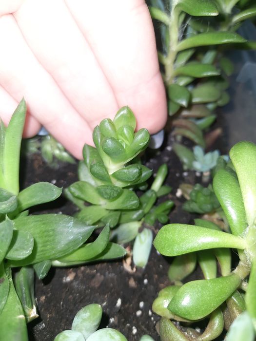 Суккуленти мікс по місту