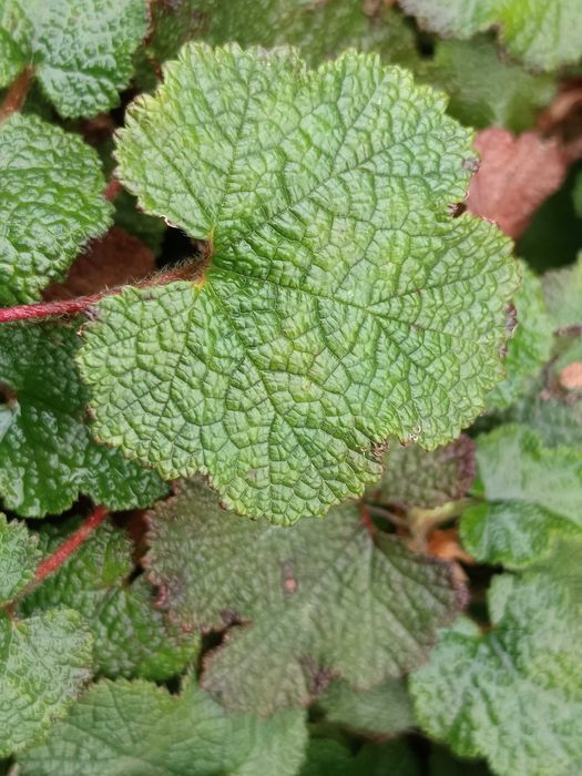 Framboesa Laranja Rasteira (Rubus Rolfei)
