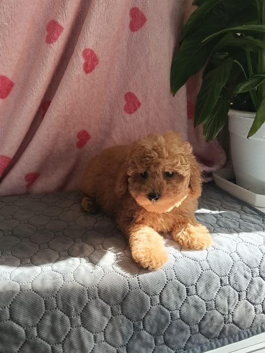 Caniche toy macho