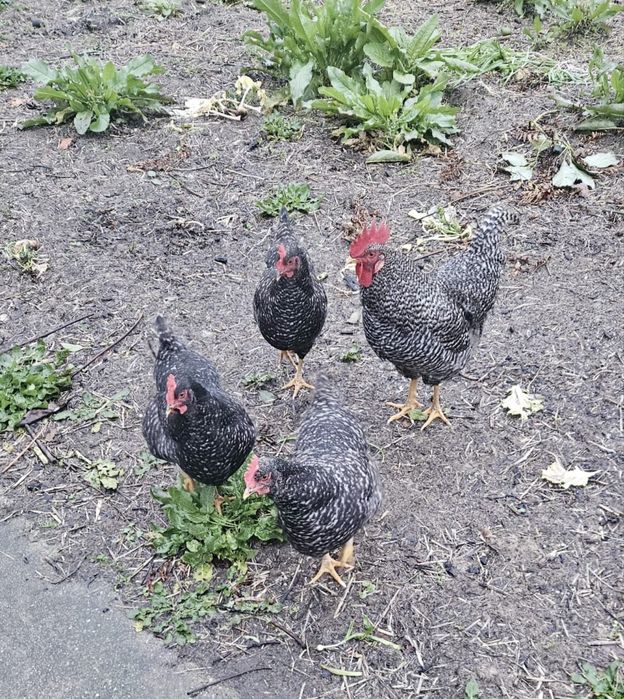 Ovos Galados pedrês portuguesa  raça pura