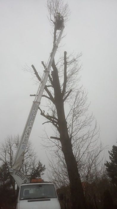 Przycinanie drzew, gałęzi, żywopłotów tuji, wynajem rębaka do gałęzi