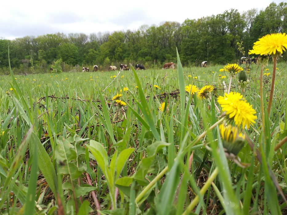 Приглашаем желающих пожить в экопоселении