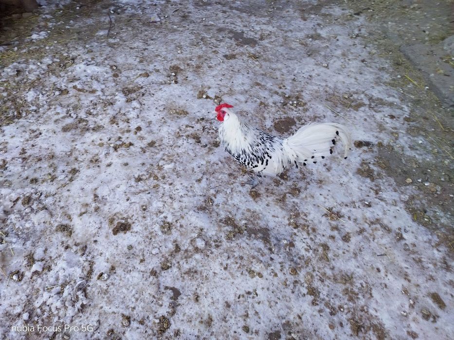 Kury barnevelder i kury hamburgi