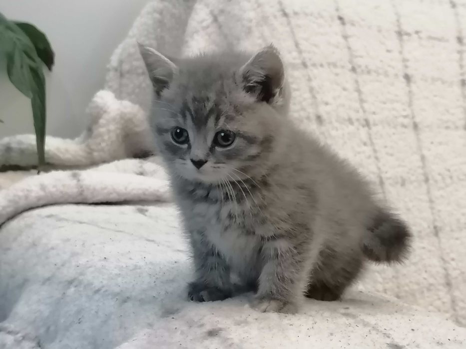 kot brytyjski rezerwacje