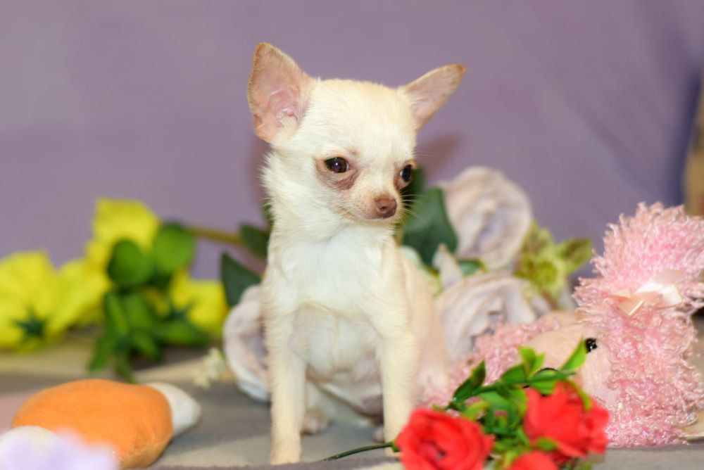 Микро мини девочка чихуахуа