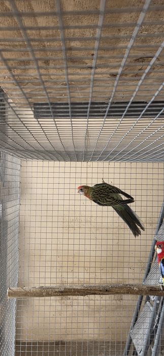 Varias aves para venda.