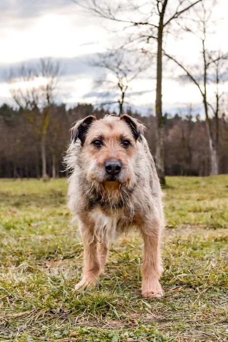 Nieśmiały psiak szuka domu! Adoptuj!