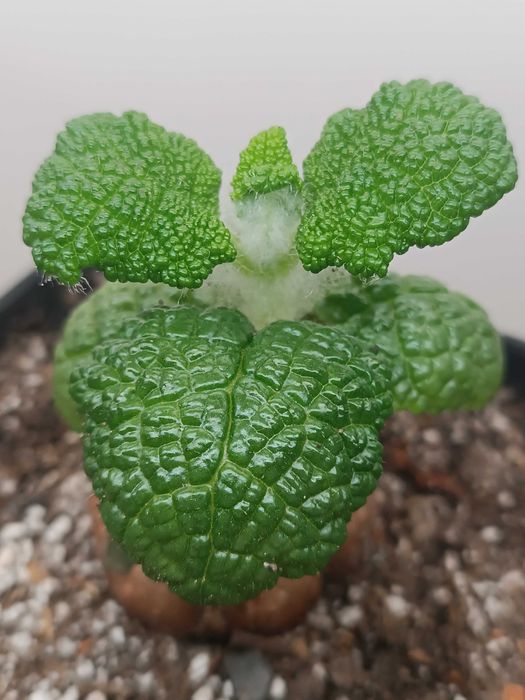 Каудексна рослина Sinningia bullata