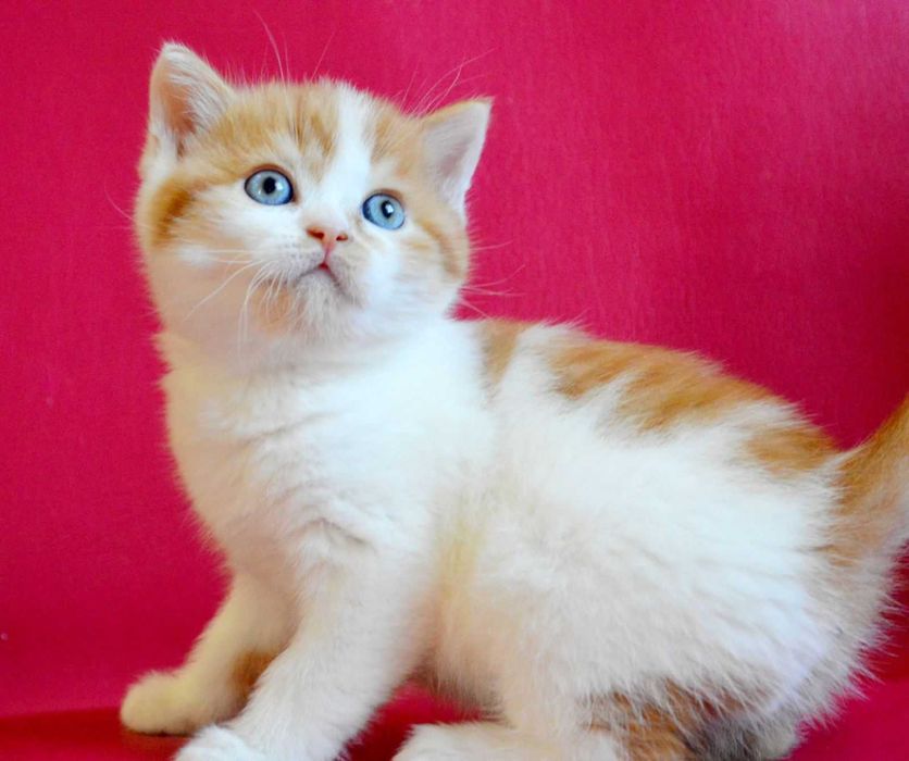 Шотландський прямовухий хлопчик Лукас