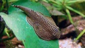 MISIEKZOO Na glony - Przylga Chińska tylko 12 zł