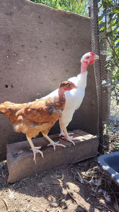 Casal galo galinha (frangos do campo)