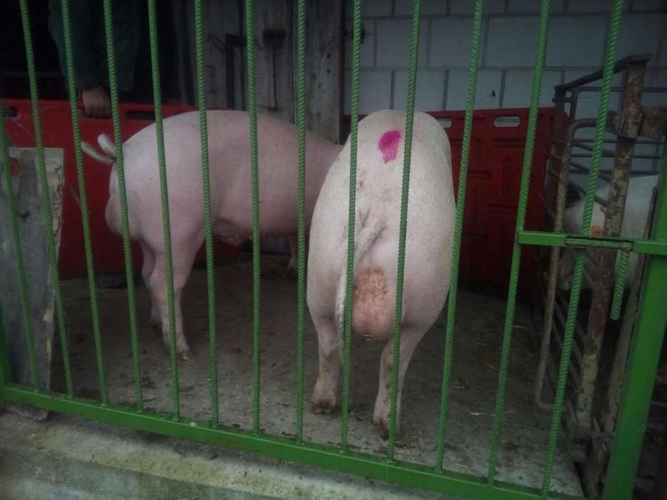 Knurek, knur, knurki, knury hodowlane rasy pbz polska biała zwisłouch