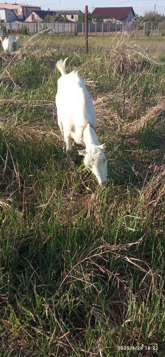 Коза, кізка, дійна зааноламанча.