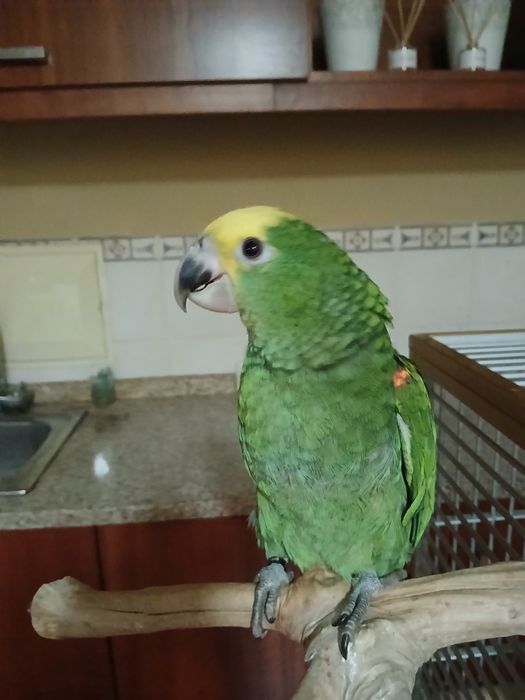 Macho de Amazona oratrix