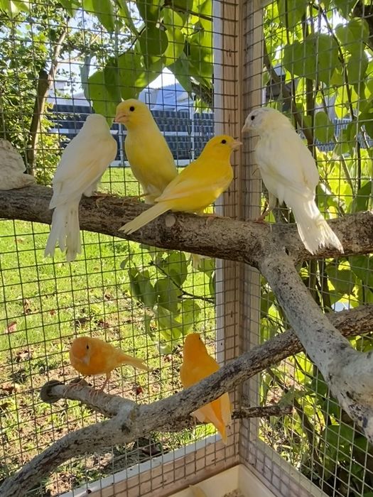 Kanarek, kanarki na sprzedaż