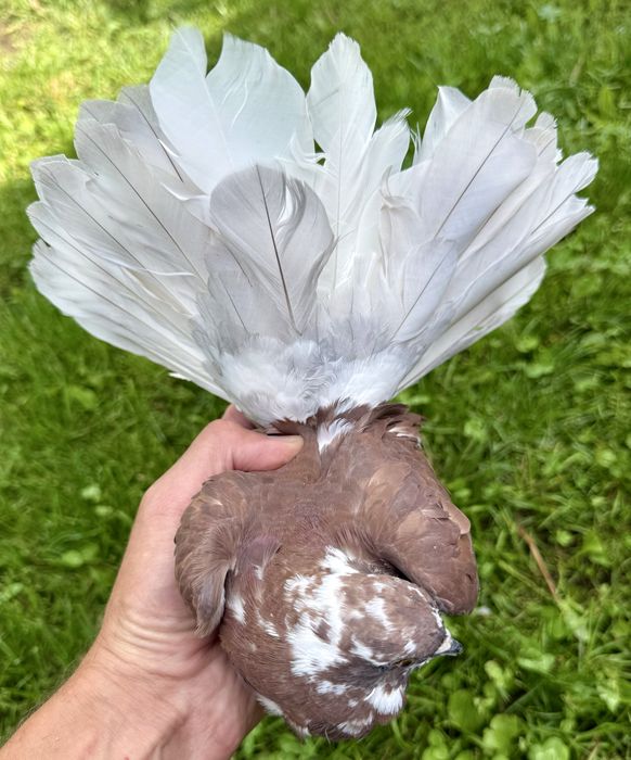Młode gołebie Pawika