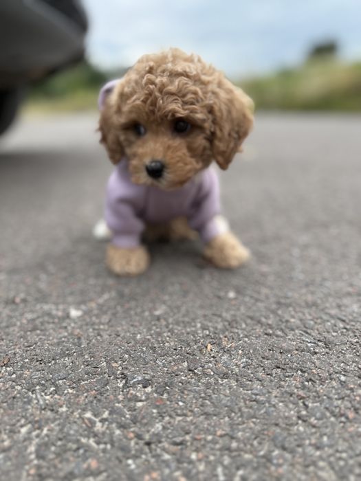 Дуже красимі маленькі мальтіпу