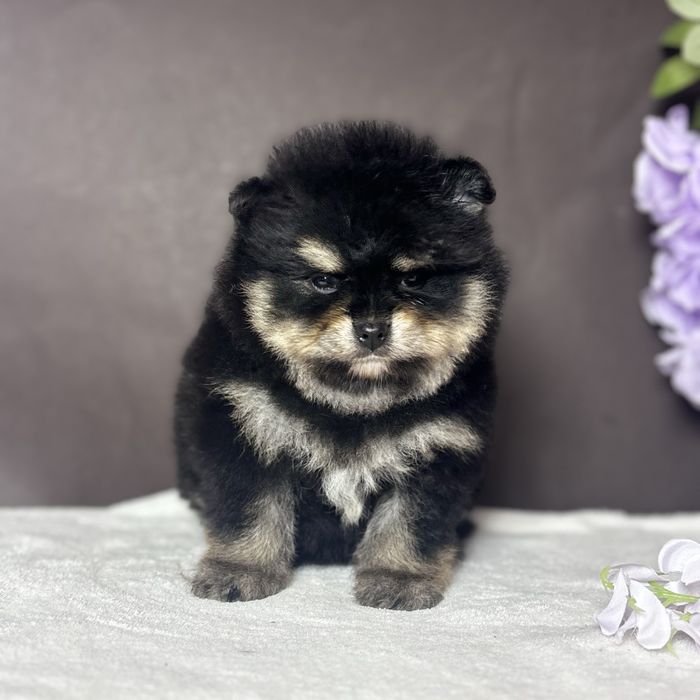 Дівчина шоу класу в тип ведмедика.