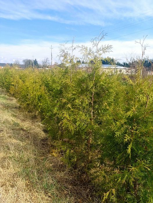 Tuja tuje 180-220 cm duże sztuki na żywopłot tylko 11 zł