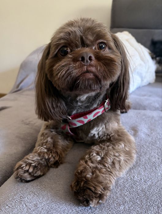 Reproduktor Shih Tzu czekoladowy
