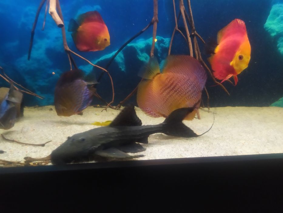 Adonis L155 Zbrojnik