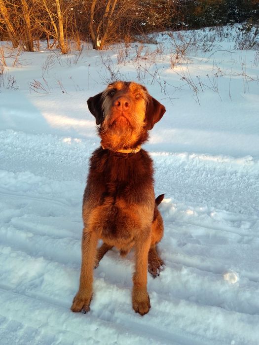 Собака шукає господаря