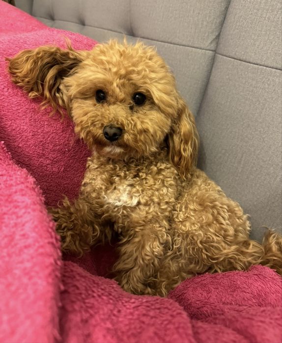 Pudel TOY  piękna suczka red brown, gotowa do odbioru na już