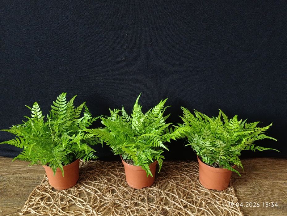 Папороть Атіріум (Athyrium),
