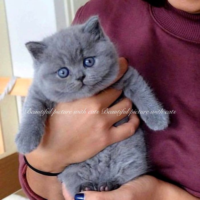 Чудові блакитні кошенята