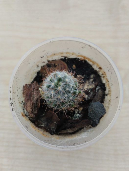 Кактус мамілярія