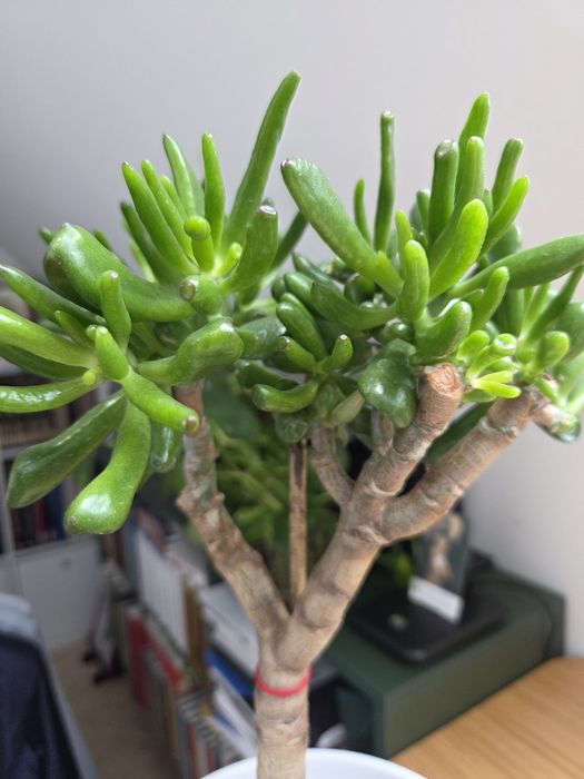 Formowana Crassula ovala odm. Hobbit