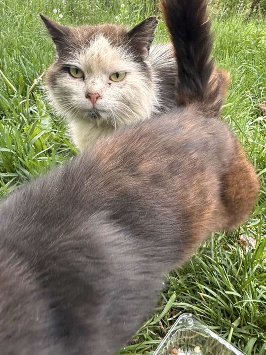 Кошенята , котики