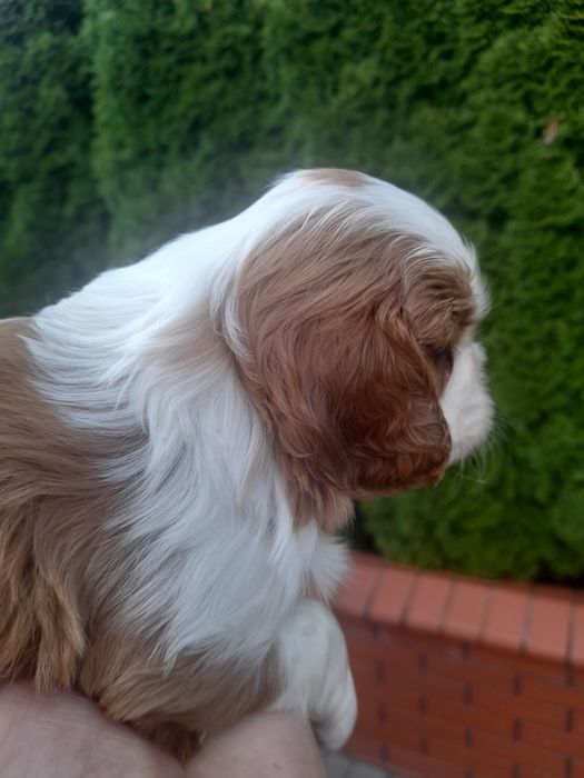 Piesek Cavalier king charles spaniel