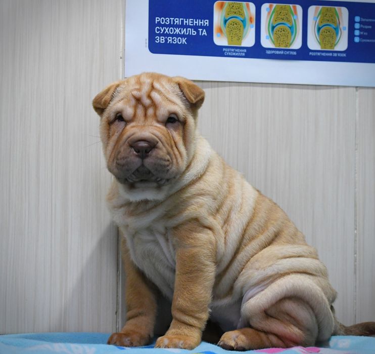 Продаються цуцики породи Шарпей