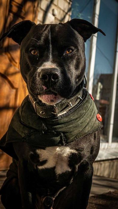 Вязка  молодого собаки питбуля.