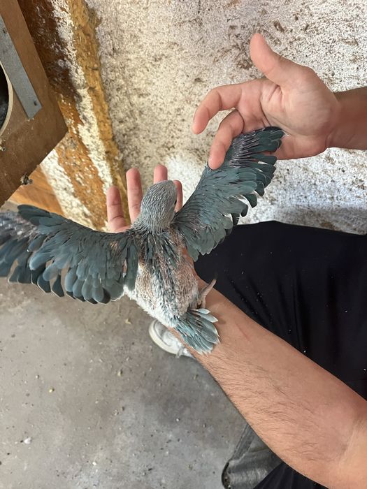 Ring Neck Cleartail Opalino