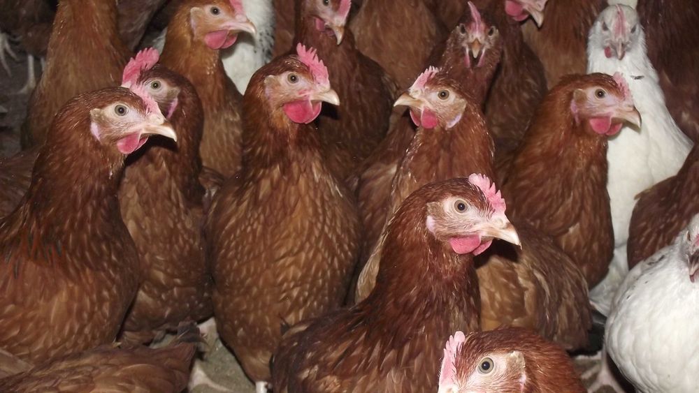 KURY nioski zdrowe piekne Zapraszamy