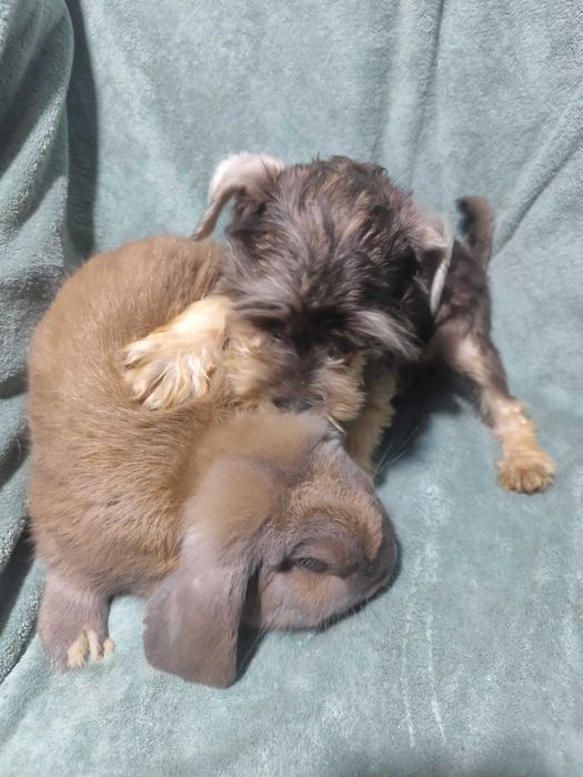 Щенки Цвергшнауцер , самая маленькая служебная собака