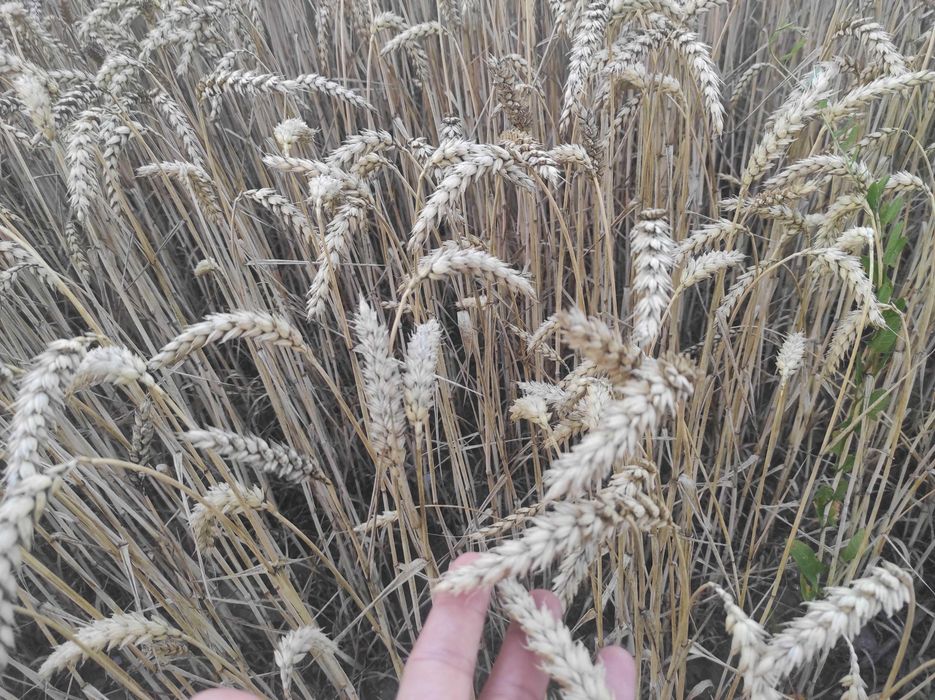 Pszenica, zboże, pasza