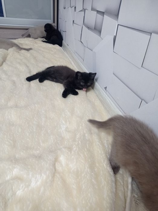 Шотланське висловухі кошенята