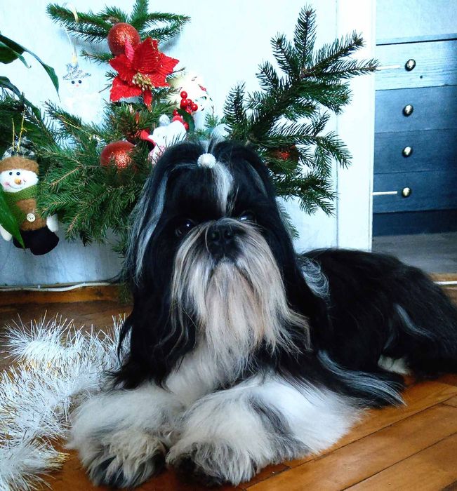 В'язка ши тцу молодий кобель