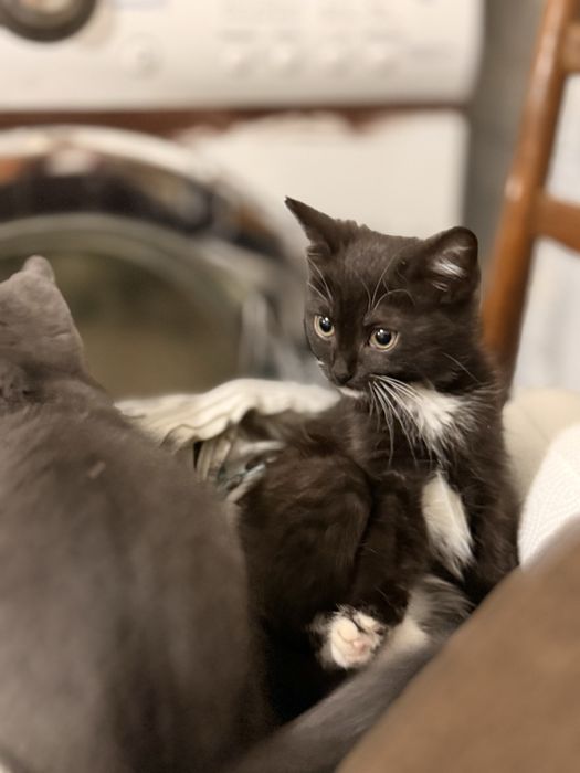 Віддам милих котиків у добрі руки