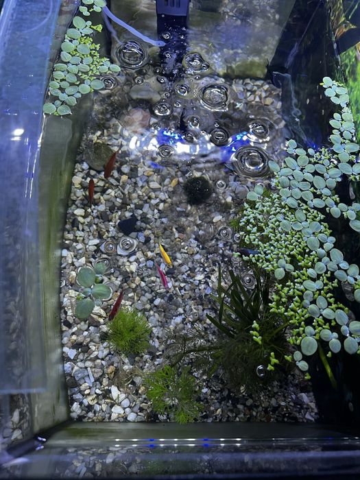 Запущений живий Акваріум