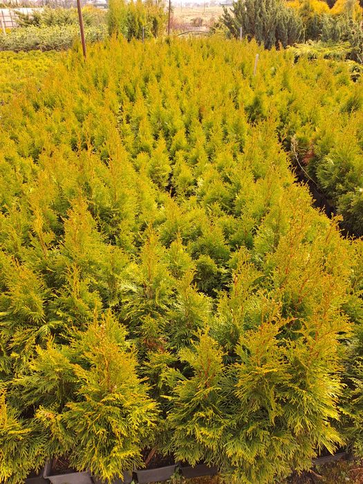 Thuja Europe Gold,Brabant,Kornik