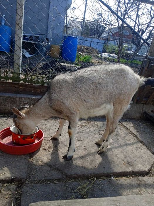 Продається молода коза