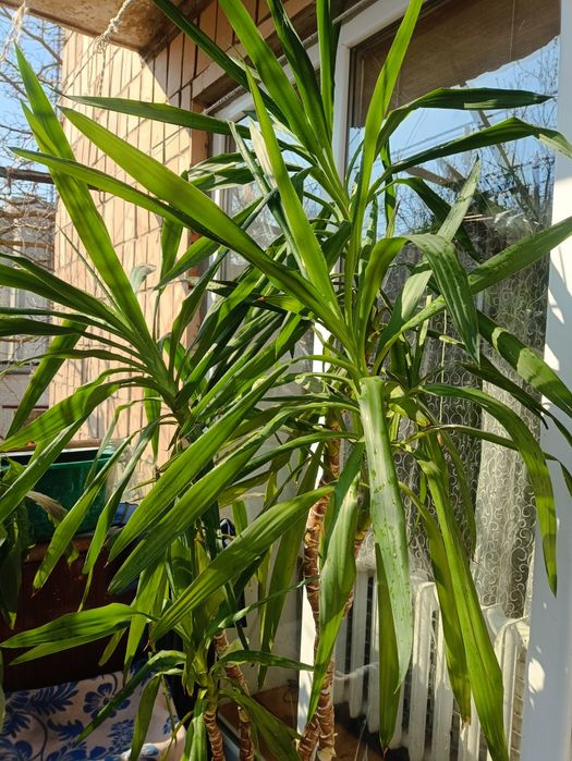 Юкка кімнатна, 4 стебла