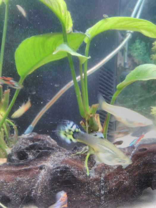 Guppys Endler de cores diferentes ( corpo amarelo )