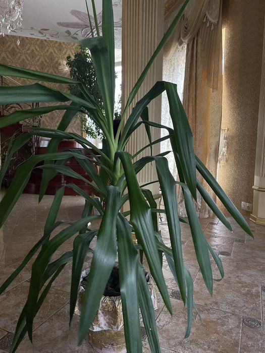 Продам Юкку